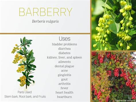 burberry herb|berberis vulgaris benefits.